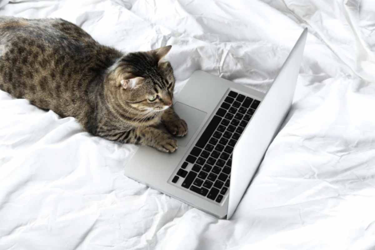 Se il gatto dorme nel tuo letto c'è un motivo: ecco svelato il significato 2 Sebbene condividere il letto con il proprio gatto sia un segno positivo di legame, è necessario considerare anche alcuni aspetti sanitari.