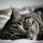 Questo gesto, apparentemente semplice, nasconde un significato profondo legato alla psicologia felina e al rapporto di fiducia