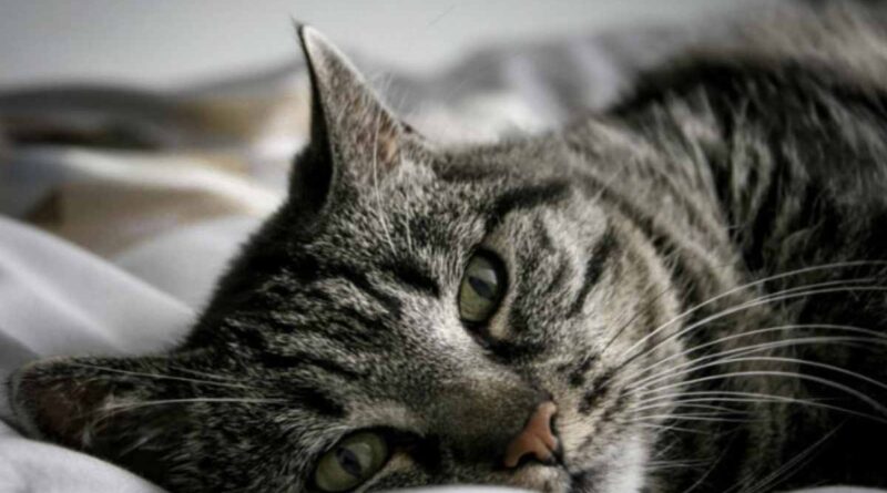 Questo gesto, apparentemente semplice, nasconde un significato profondo legato alla psicologia felina e al rapporto di fiducia
