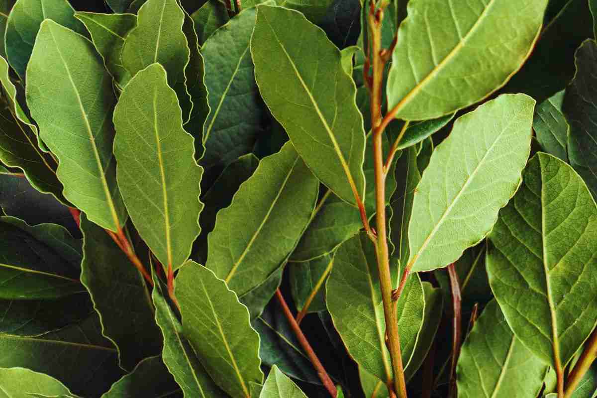 Foglie di alloro nel secchio per lavare a terra: il metodo naturale che elimina sporco e cattivi odori in pochi minuti 2 come usare l'alloro per le pulizie