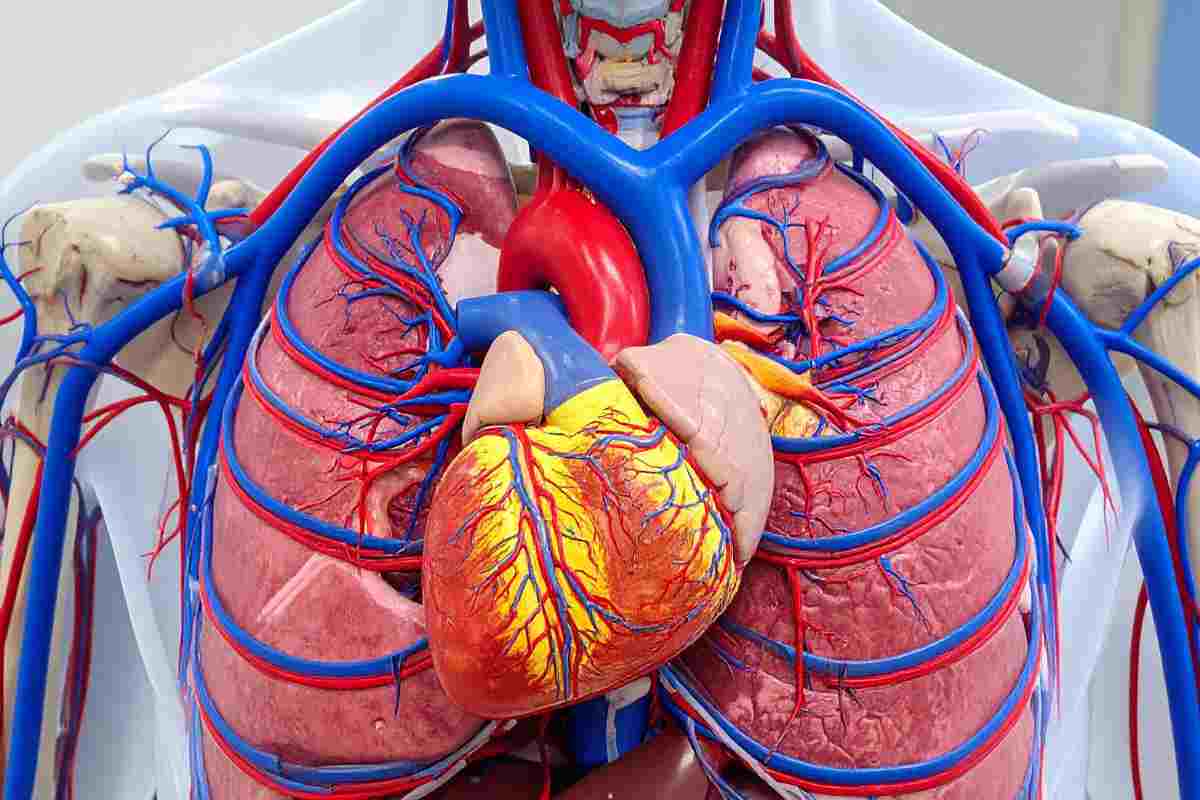 Era considerato nocivo, invece rigenera cuore e arterie: lo mangiamo tutti in Italia 2 fa bene alle arterie