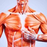 il muscolo che non tutti hanno