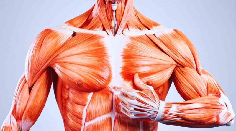 il muscolo che non tutti hanno